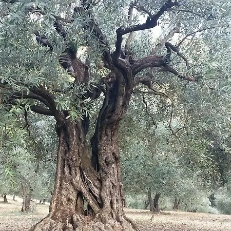 Ecossais * Nyons